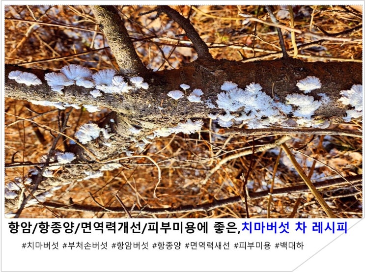  항암/항종양/면역력개선/피부미용에 좋은,치마버섯 차 레시피