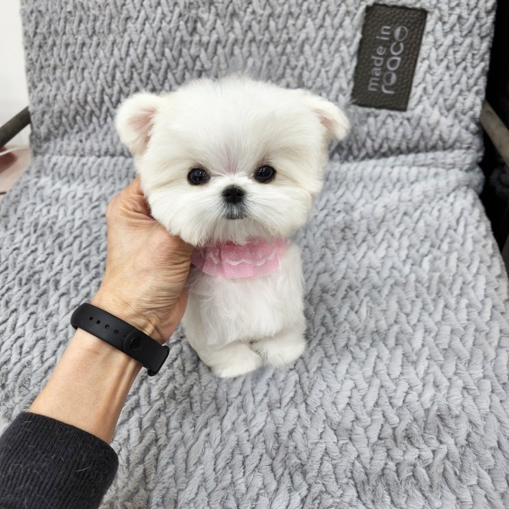  대구강아지분양<마음의 병! 이렇게 치유하세요>
