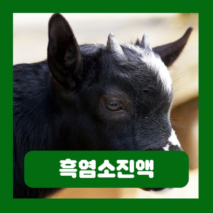  흑염소진액 효능 부작용 좋은 제품 골라 먹는법 추천