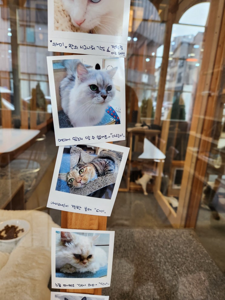 영천동 카페 고양이들 의 놀이터 동탄핫플레이스 애견카페