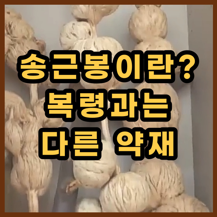  송근봉이란? 효능과 송근봉주 담그기