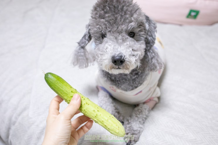 강아지 오이 급여 껍질 오이씨 주의점은?