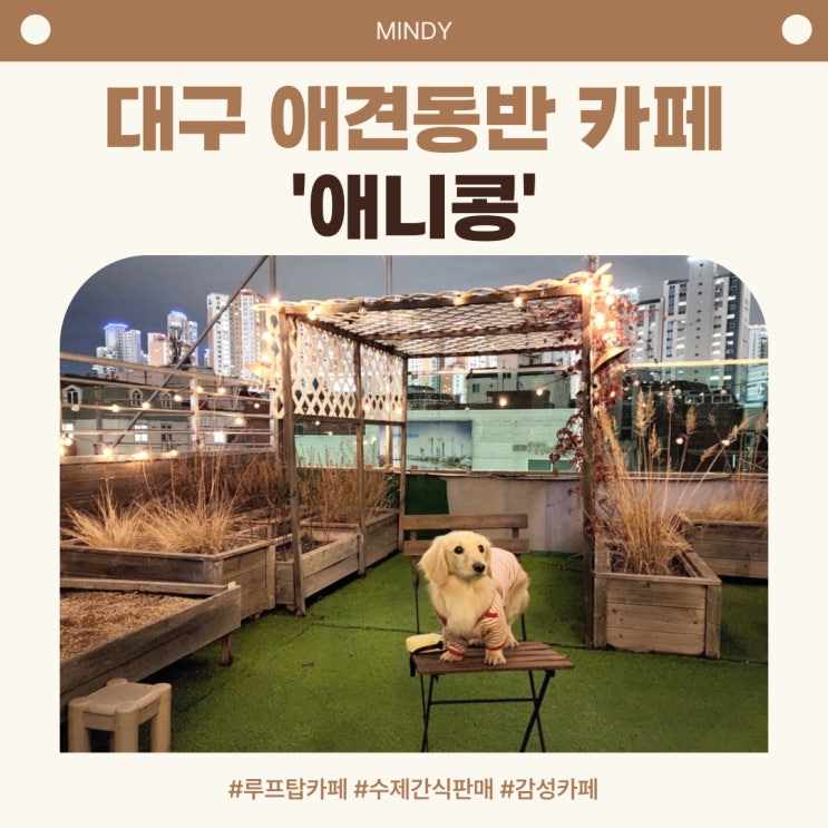  대구 애견동반 카페 루프탑이 있는 '애니콩' 다녀오다