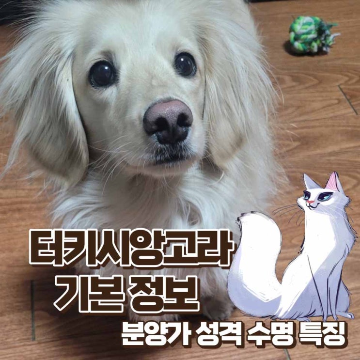 터키시앙고라 기본정보 성격 수명 털빠짐 크기 몸무게 분양가 포토
