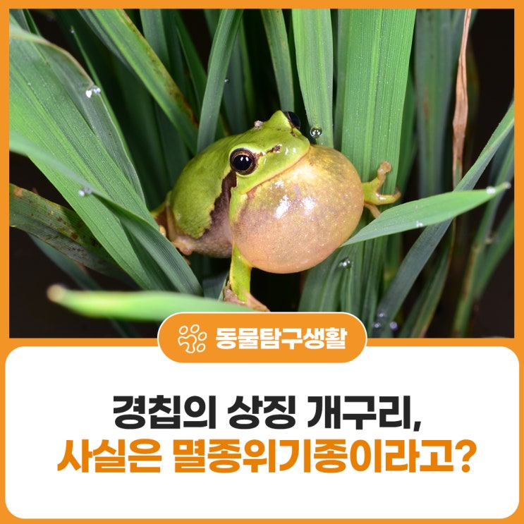 경칩의 상징 <b>개구리</b>가 사실은 '멸종위기종'이라고?