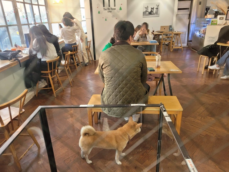  강아지 좋아하는 2030을 위한 이태원 시바견카페 (중학생 이하 출입금지 노키즈)