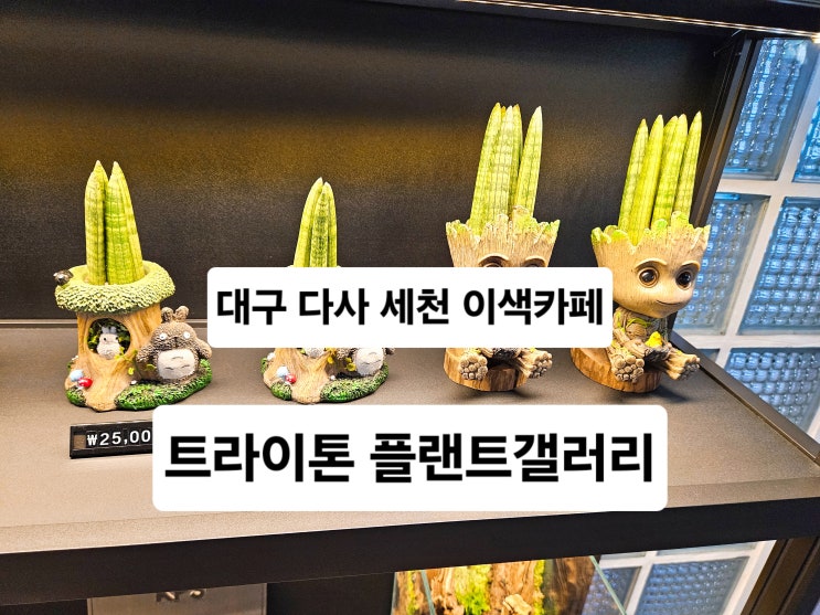  대구 세천 수족관 이색 카페 '트라이톤 플랜트갤러리'