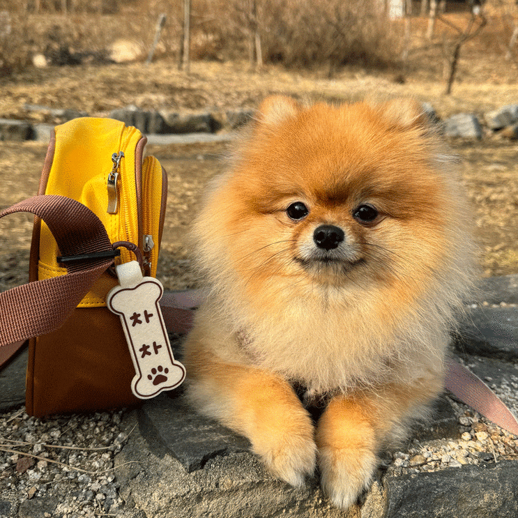  강아지유치원 필수템 추천 해드려요!