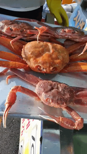  강구항 영덕대게 포장하는방법