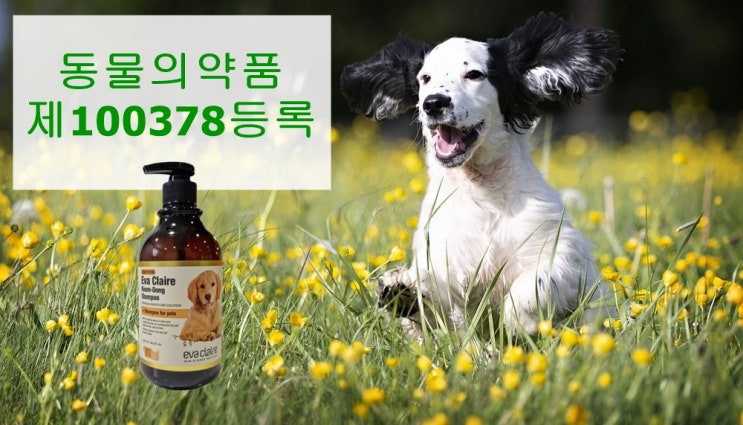  봄에 반려동물 관리 방법과 애견 청결을 위한 금동 샴푸 추천