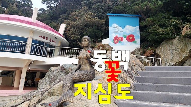 경남 거제 지심도 동백꽃 개화시기(개화상태, 만개시기, 동백섬 지심도 배편, 경남 3월 여행지 추천) 경남 거제 지심도 동백꽃 개화시기(개화상태, 만개시기, 동백섬 지심도 배편, 경남 3월 여행지 추천)