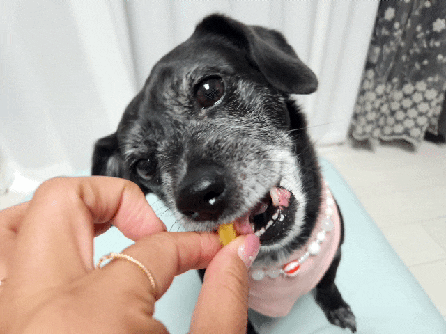 강아지 파인애플 과일 식분증 치료 증명은 되지 않음
