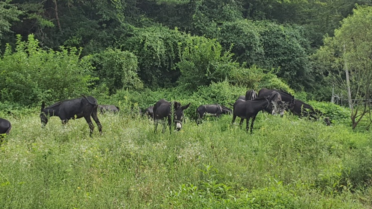  당나귀한약먹고 수족냉증 완화, 체력올린 후기 (내돈내산)