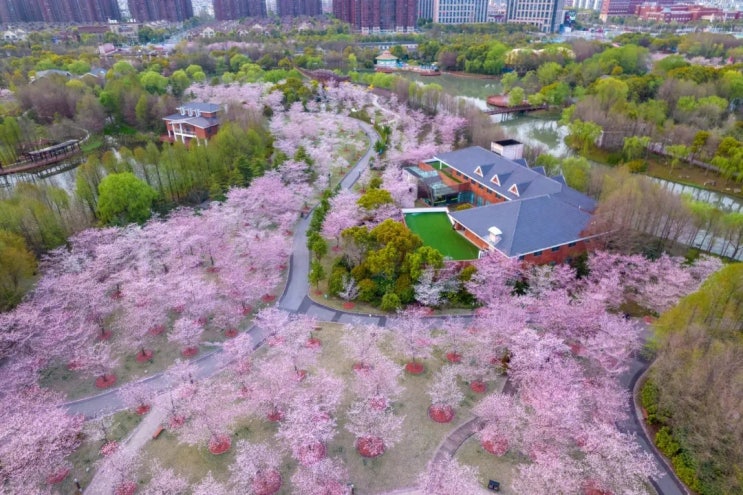  상해 벚꽃 명소 추천 #상해벚꽃명소 #상해벚꽃축제 #벚꽃 #상해벚꽃볼만한곳