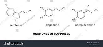 노르에피네프린 (Norepinephrine)
