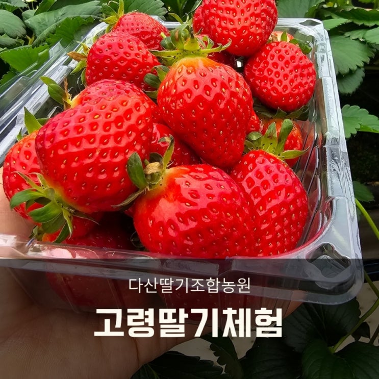  고령딸기체험 다산딸기조합농원 대구 주말 나들이