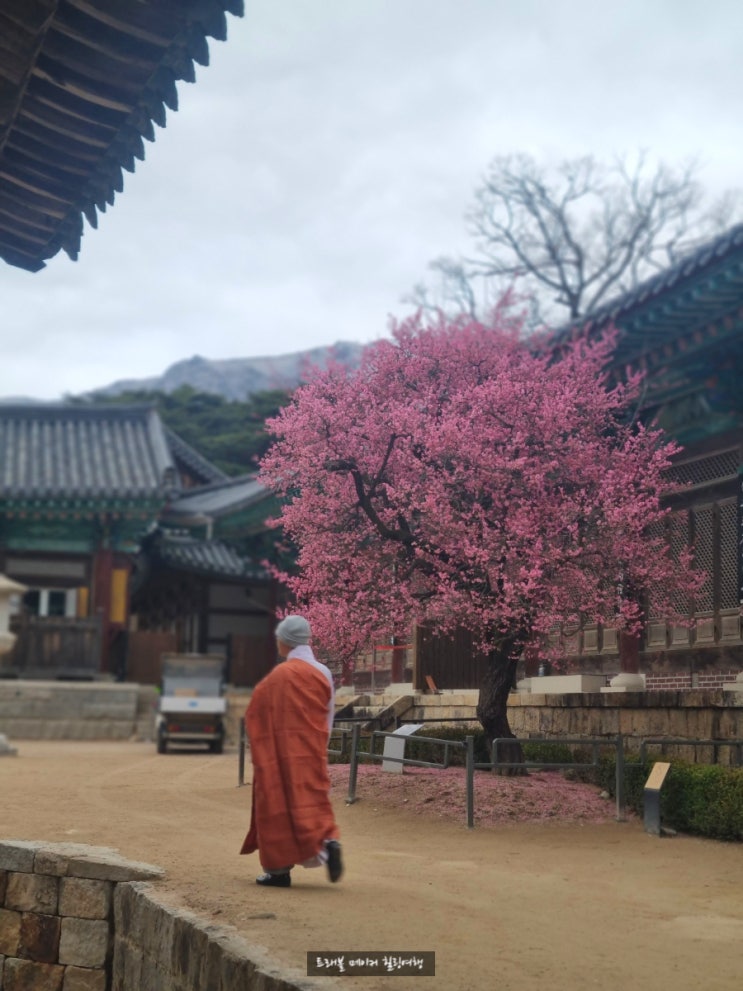  통도사 홍매화 서운암 암자에서 바라본 영축산 설경, 경상도 여행지 추천