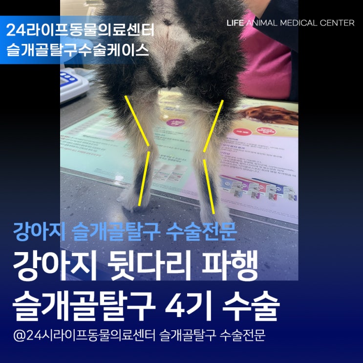 강아지뒷다리파행 (강아지 걷는게 이상해요 / 강아지 뒷다리 변형) : 24시라이프동물의료센터 슬개골탈구수술 강아지뒷다리파행 (강아지 걷는게 이상해요 / 강아지 뒷다리 변형) : 24시라이프동물의료센터 슬개골탈구수술