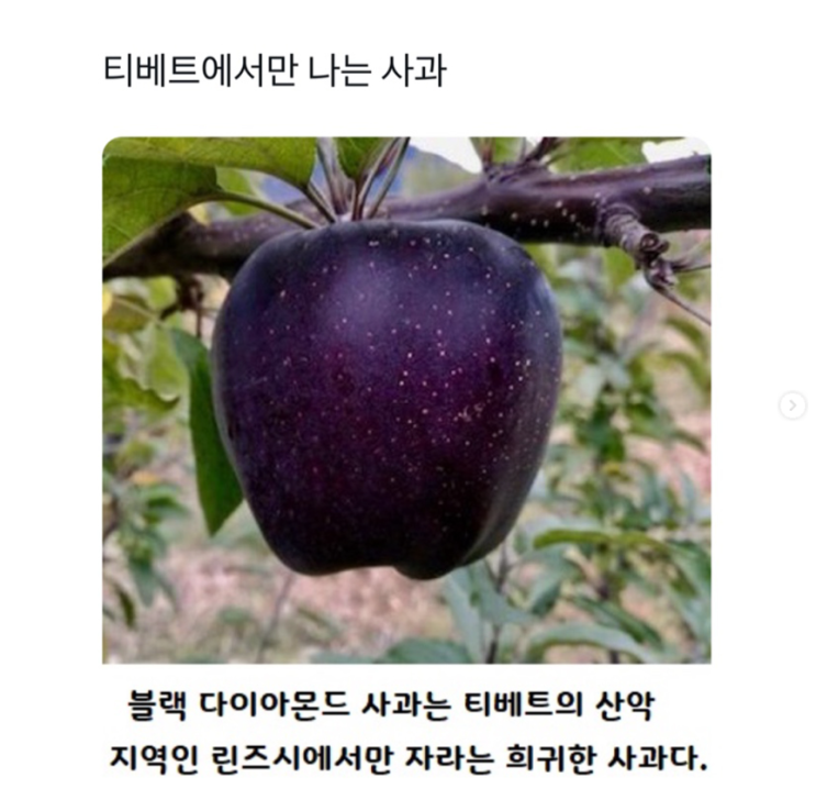  티베트에서만 나는 사과