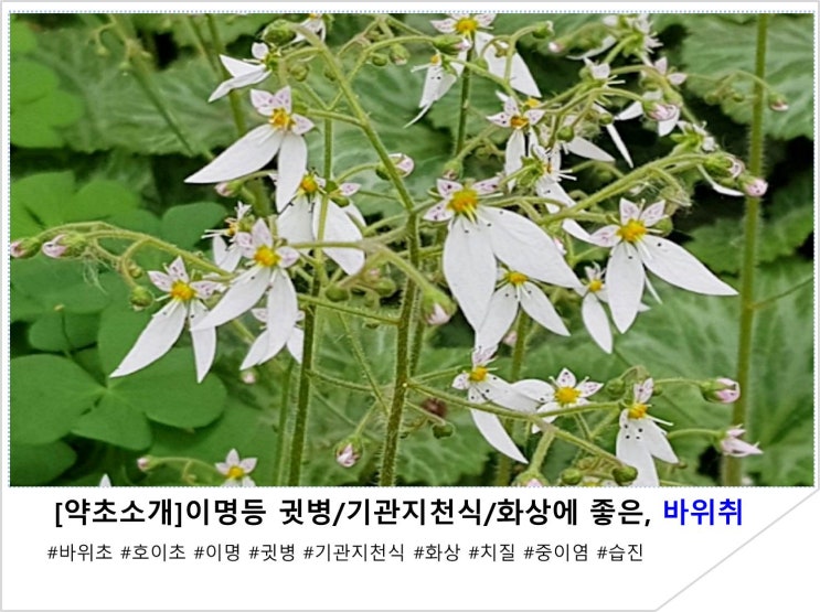  [약초소개]이명등 귓병/기관지천식/화상에 좋은, 바위취