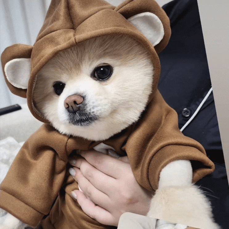  강아지 후드티 야광으로 이름까지 직접!