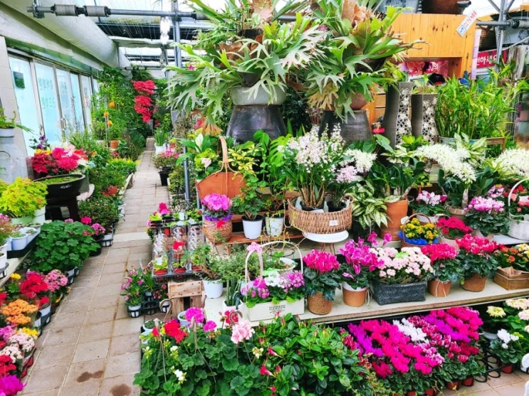 봄의 화사함이 가득한 대형 꽃과 식물원 : 전주 동신꽃식물원 방문기