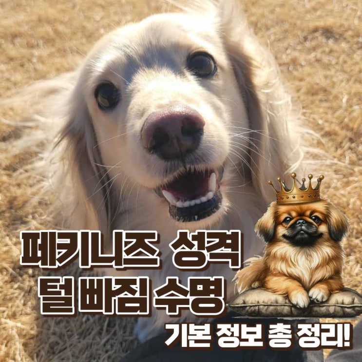 페키니즈 포토 기본정보 성격 털 빠짐 수명 크기 몸무게 분양가