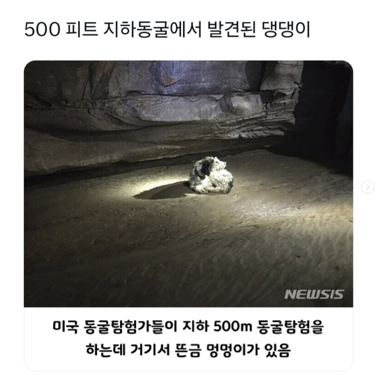 500피트 지하동굴에서 발견된 댕댕이