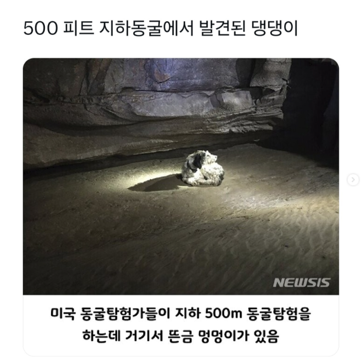  500피트 지하동굴에서 발견된 댕댕이
