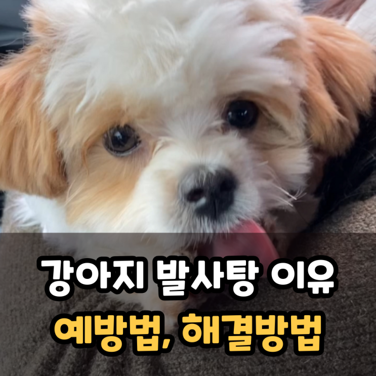  강아지 발사탕 이유와 원인, 예방법과 해결 방법 추천