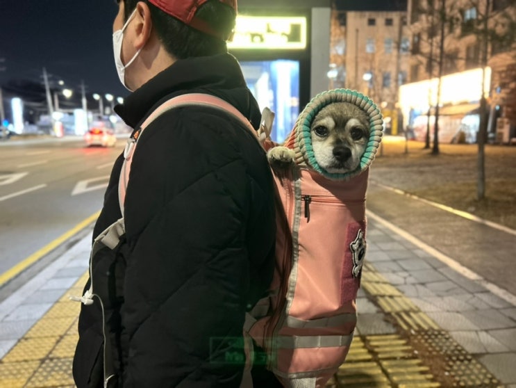  견체공학 중형견 이동가방 강아지 대중교통 이용하기