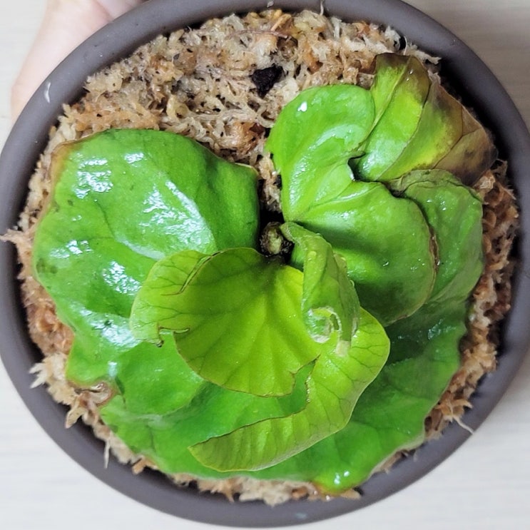  박쥐란 리들리 분갈이하는 법//박쥐란 알아보기//박쥐란 리들리인스타그램  이벤트 당첨 후기