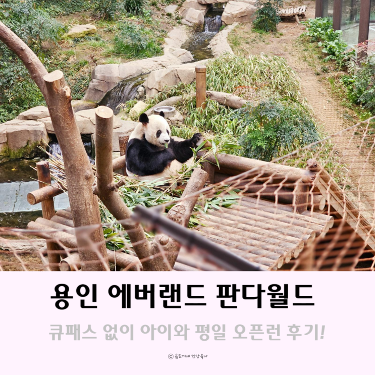 에버랜드 판다월드 푸바오보러 큐패스없이 평일 오픈런 후기 에버랜드 판다월드 푸바오보러 큐패스없이 평일 오픈런 후기