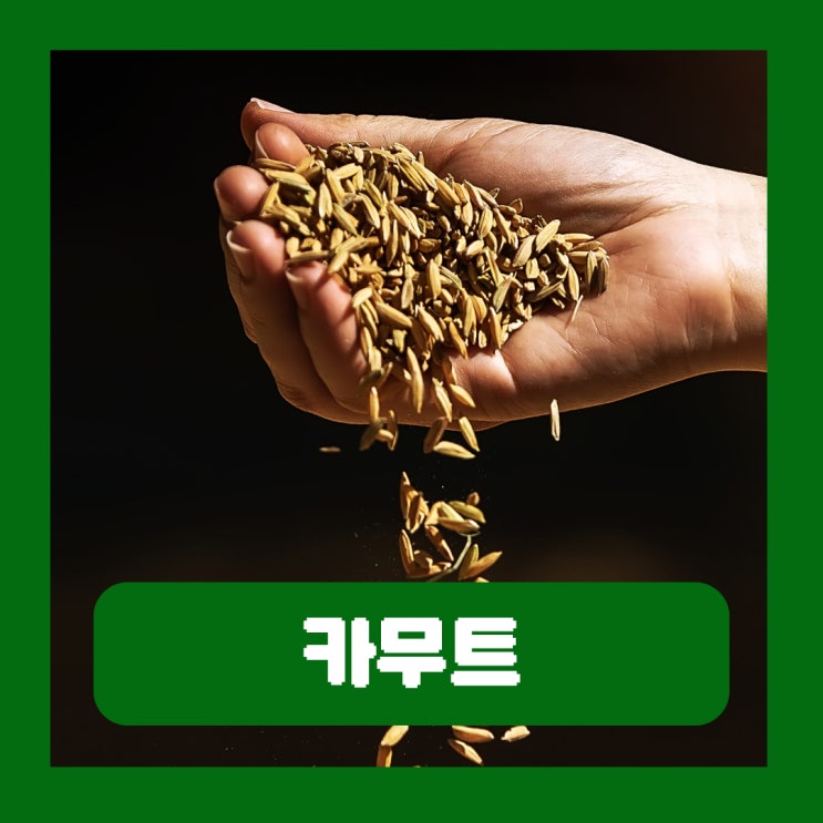  카무트 효소 효능 부작용 호라산밀 가격 맛
