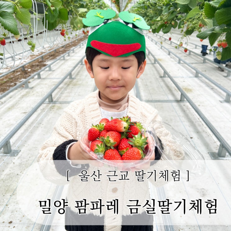 울산근교 밀양딸기체험 팜파레 어린이체험