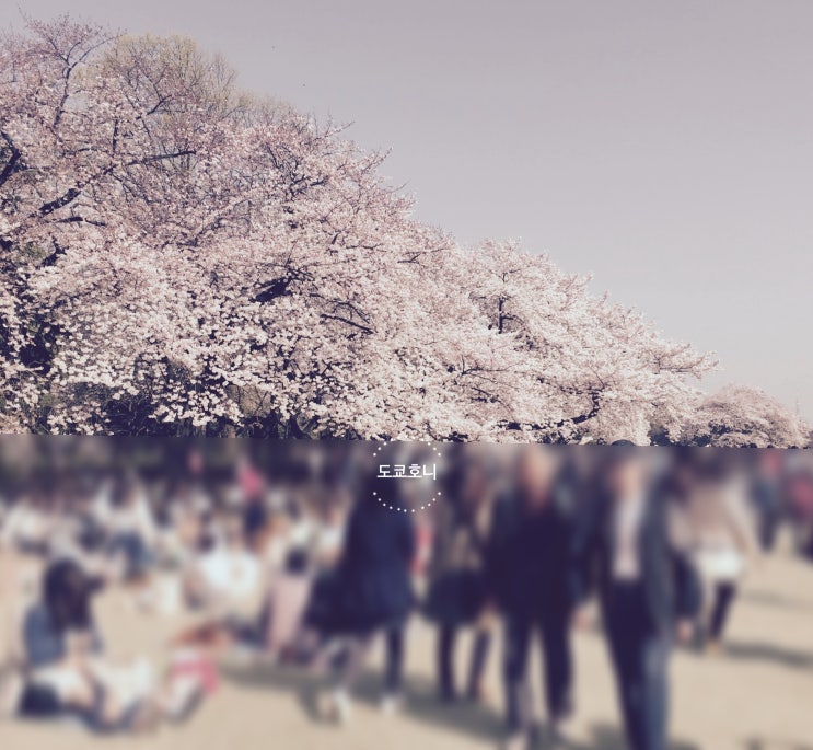 [도쿄] 2024년 벚꽃 개화/만개 시기와 현지인이 추천하는 벚꽃 명소