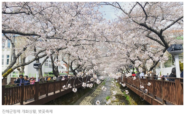  벚꽃엔딩 : 62년만에 가장 빨리 열린다는 지역별 벚꽃 축제 명소 고고!!