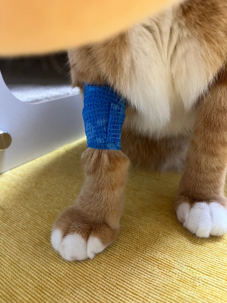 고양이 발톱 빠짐, 피날 때 대처 방법은?