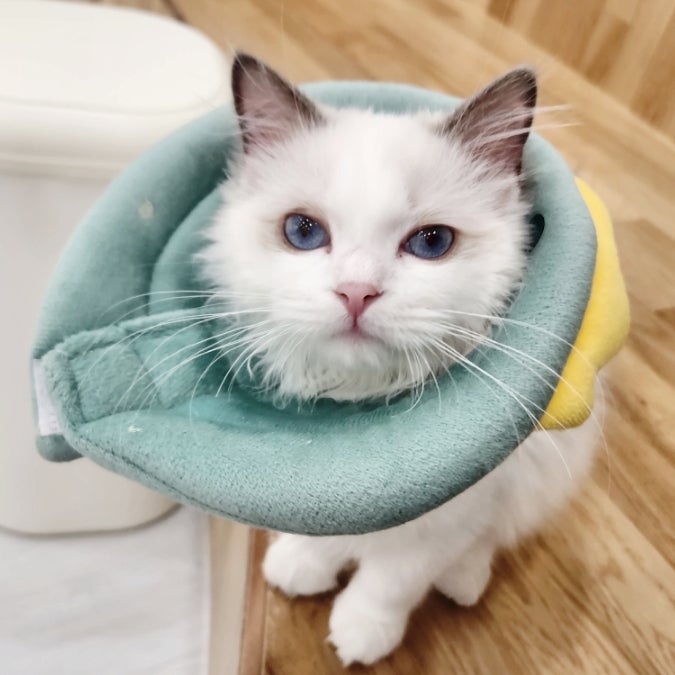 고양이 아플때 넥카라 환묘복 어떤게 좋을까?