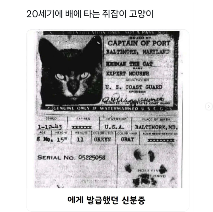  20세기에 배에 타는 쥐잡이 고양이