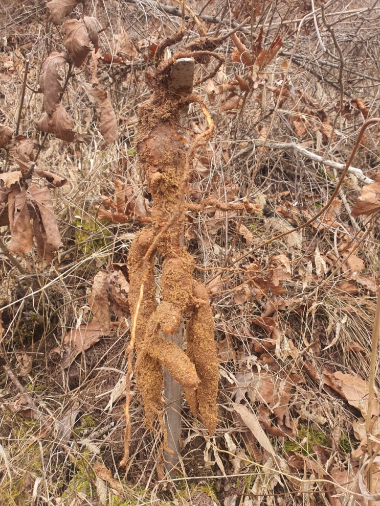 이제 날씨도 따뜻해지니 목청 탐색 산행겸 하수오 산행 이제 날씨도 따뜻해지니 목청 탐색 산행겸 하수오 산행