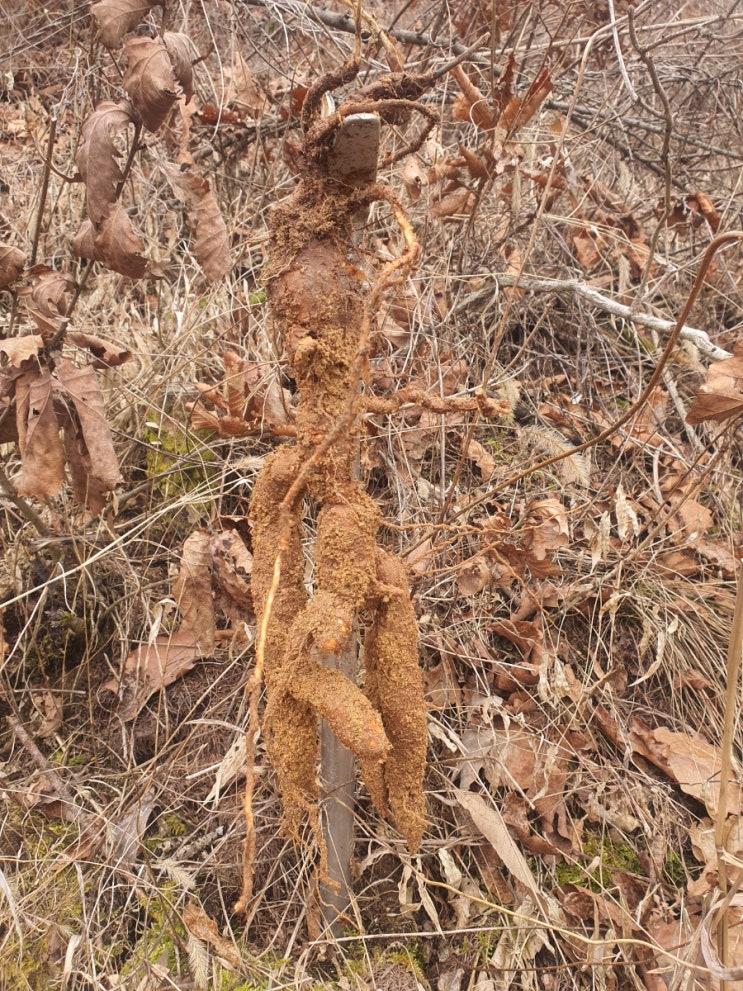 이제 날씨도 따뜻해지니 목청 탐색 산행겸 하수오 산행