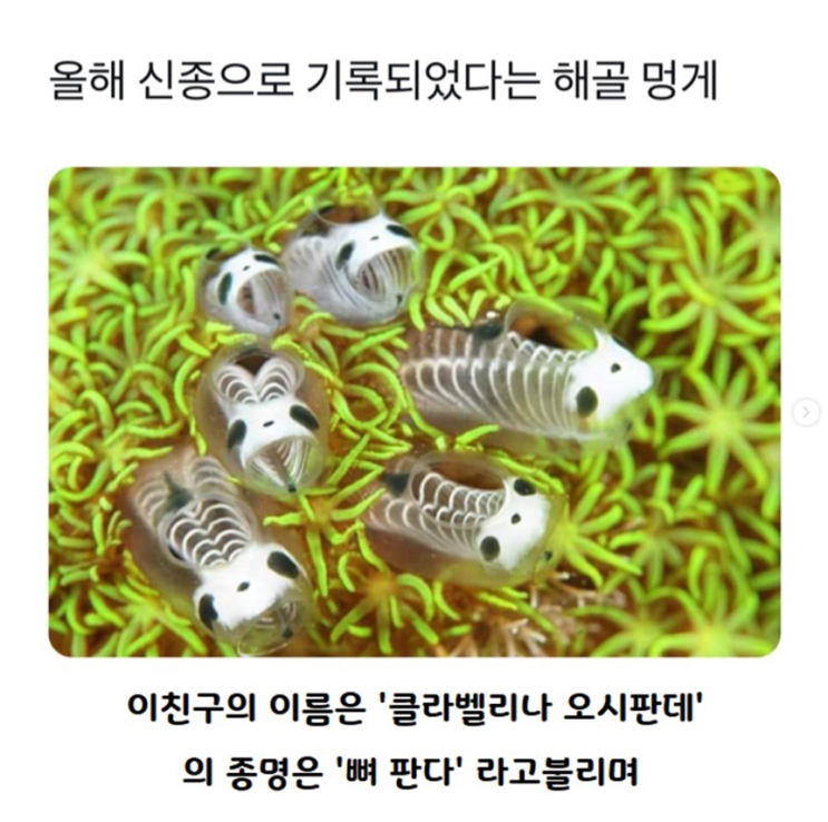  올해 신종으로 기록되었다는 해골 멍게