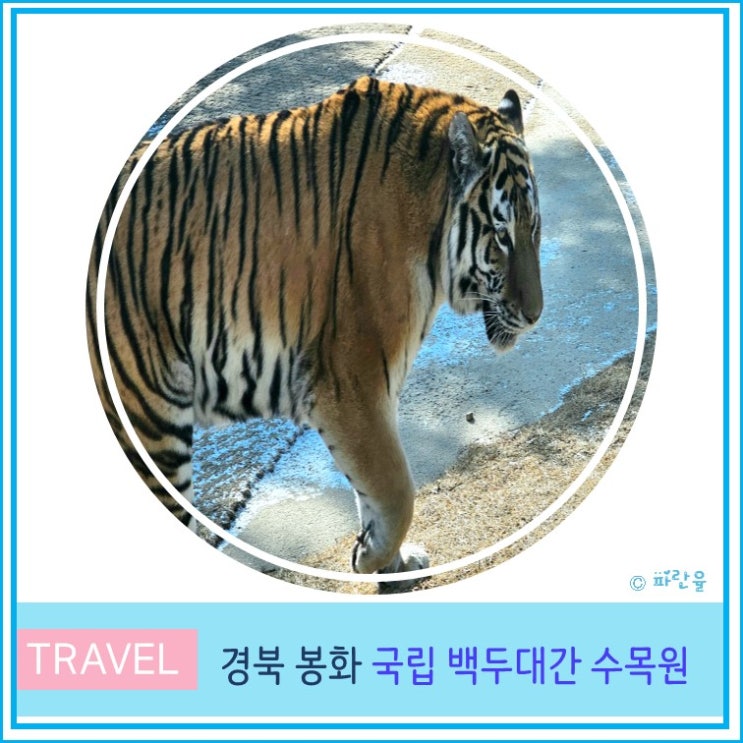  봉화 국립 백두대간 수목원 호랑이 숲 입장료 트램 이용료 주차장 무궁이와 태범이 대구 근교 가볼만한 곳 경북 여행