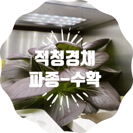  LG 틔운 적청경채 파종에서 수확까지