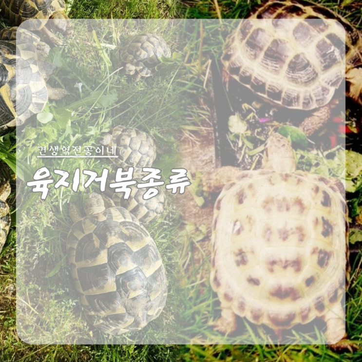  애완거북이 키우기 그리스육지거북 호스필드육지거북이 종류 사육하기