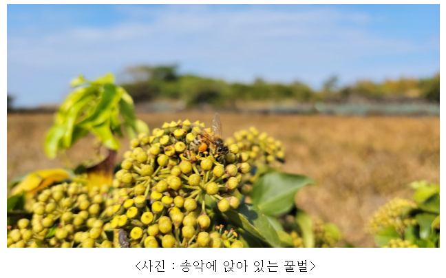 제주 자생 덩굴식물 송악, 밀원 가치 우수! 제주 자생 덩굴식물 송악, 밀원 가치 우수!