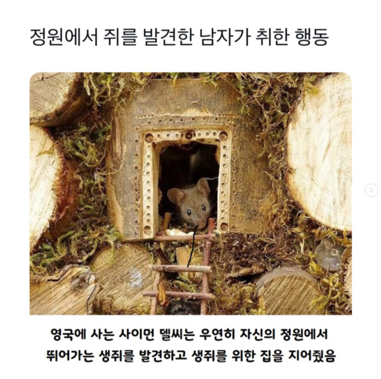  정원에서 쥐를 발견한 남자가 취한 행동