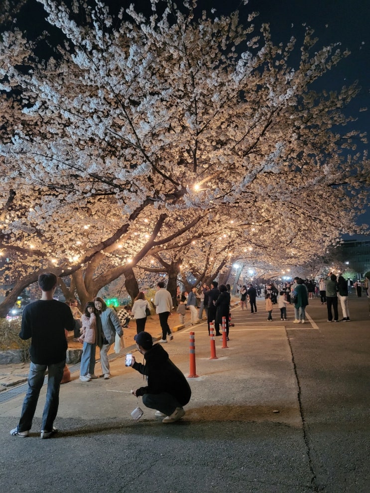  벚꽃명소 평택대벚꽃축제와 주변여행지추천