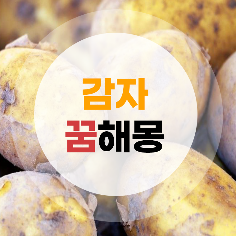 감자 꿈해몽 감자캐는꿈 감자먹는꿈 감자심는꿈 총정리